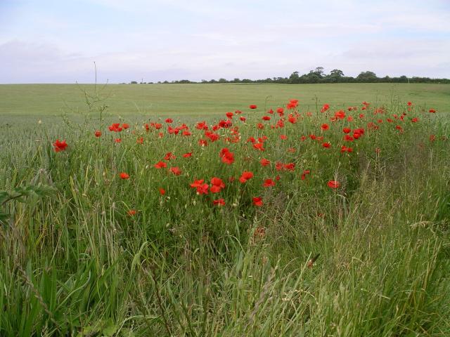 IMGP0928.JPG